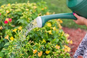 Person watering plants with a watering can