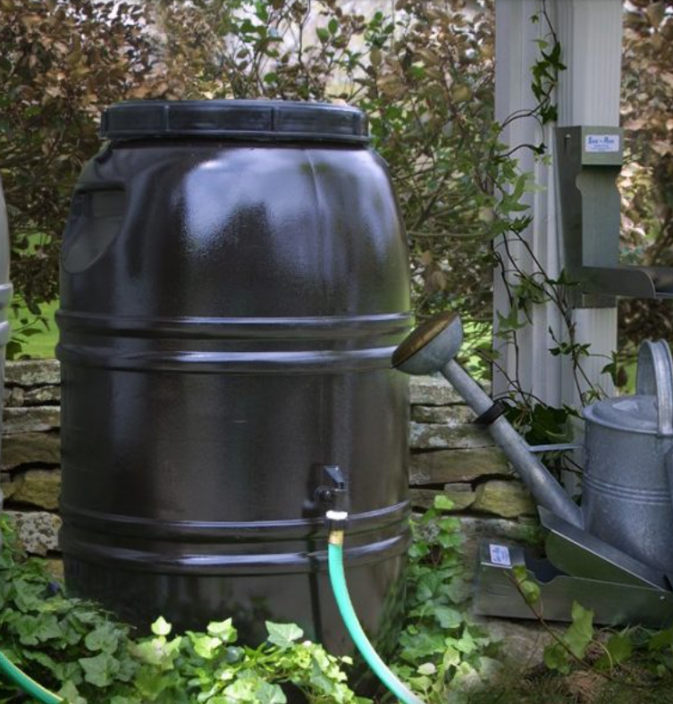 Black rain barrel connected to a downspout with a hose in a garden setting beside a watering can.